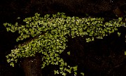 Lemna 18-9396